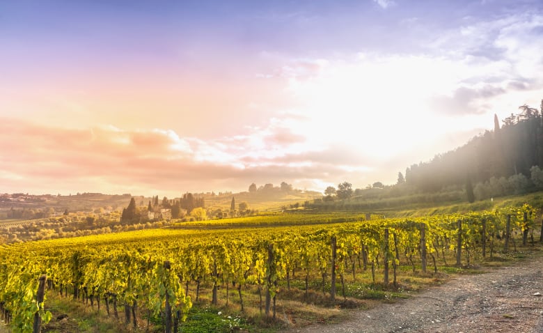 Chianti vineyard landscape