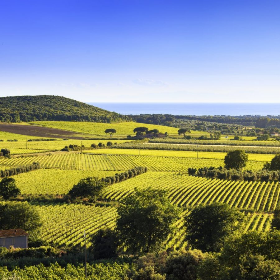 Super Tuscan vineyards overview