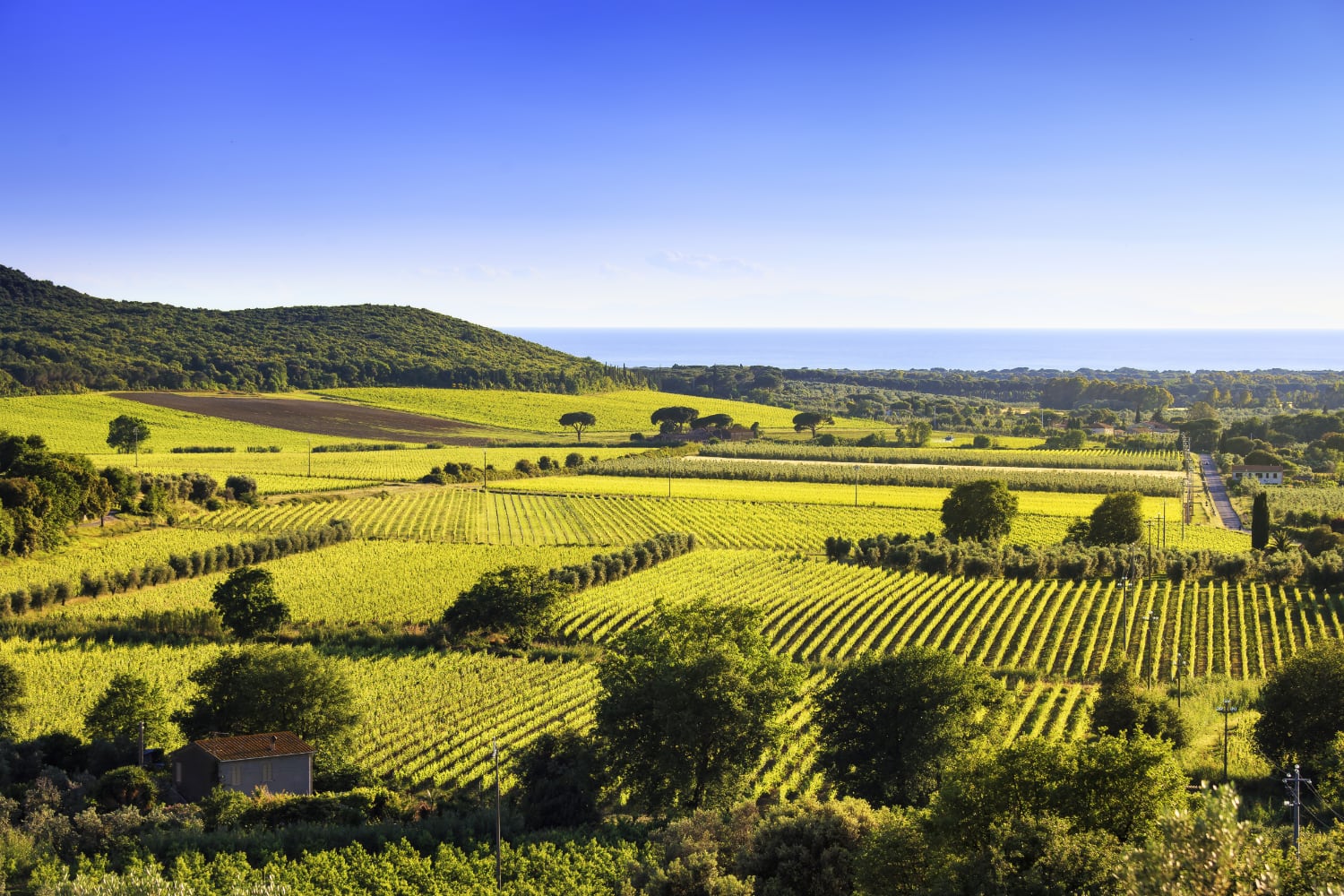 Super Tuscan vineyards overview