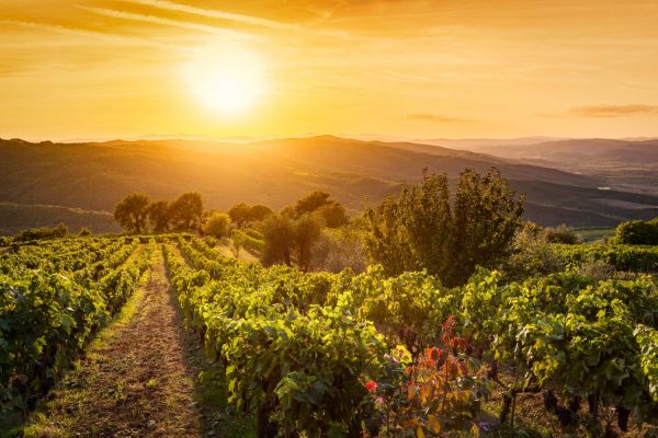 vineyards in Montalcino at sunset