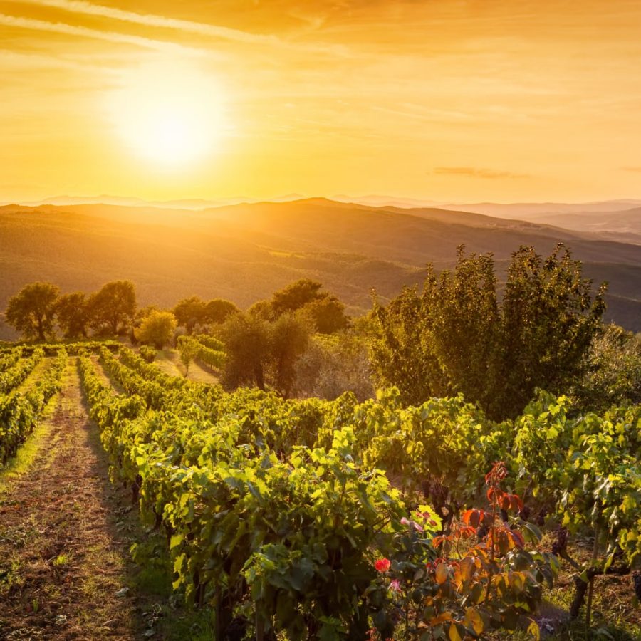 vineyards in Montalcino at sunset